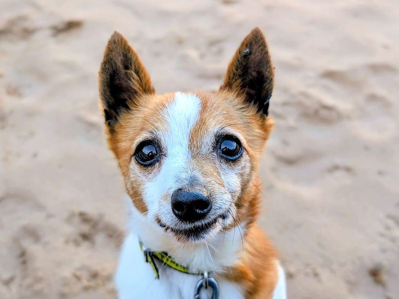 Jack Russell Terrier for adoption in Cardiff, Glamorgan – 11 years old