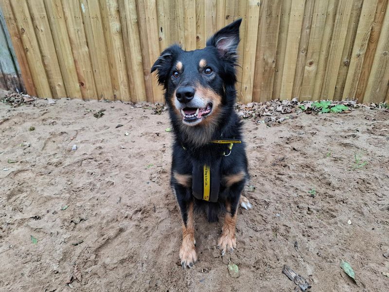 Border Collie for adoption in Ilfracombe, North Devon – 6 years old - Image 3 of 4