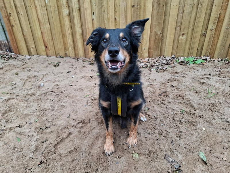 Border Collie for adoption in Ilfracombe, North Devon – 6 years old - Image 2 of 4