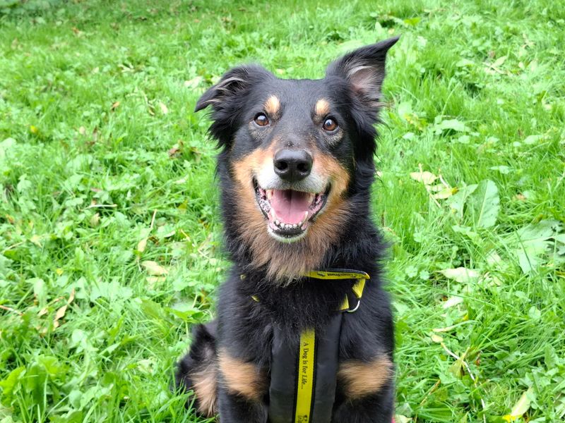 Border Collie for adoption in Ilfracombe, North Devon – 6 years old