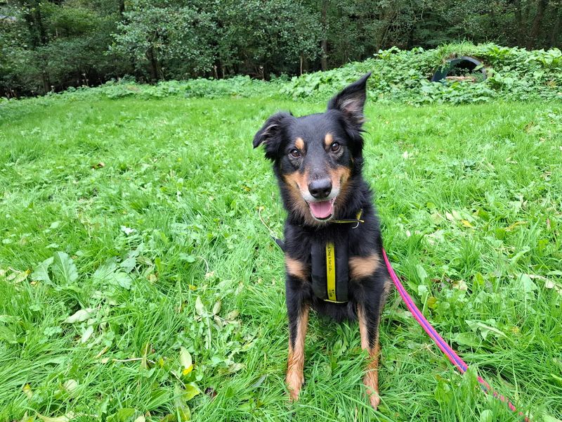 Border Collie for adoption in Ilfracombe, North Devon – 6 years old - Image 4 of 4