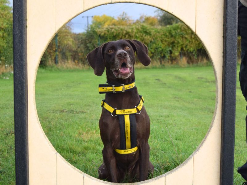 German Pointer for adoption in Uxbridge, London – 8 years old