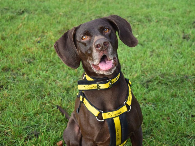 German Pointer for adoption in Uxbridge, London – 8 years old - Image 3 of 3