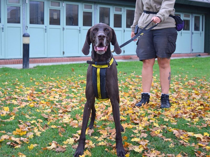 German Pointer for adoption in Uxbridge, London – 4 years old