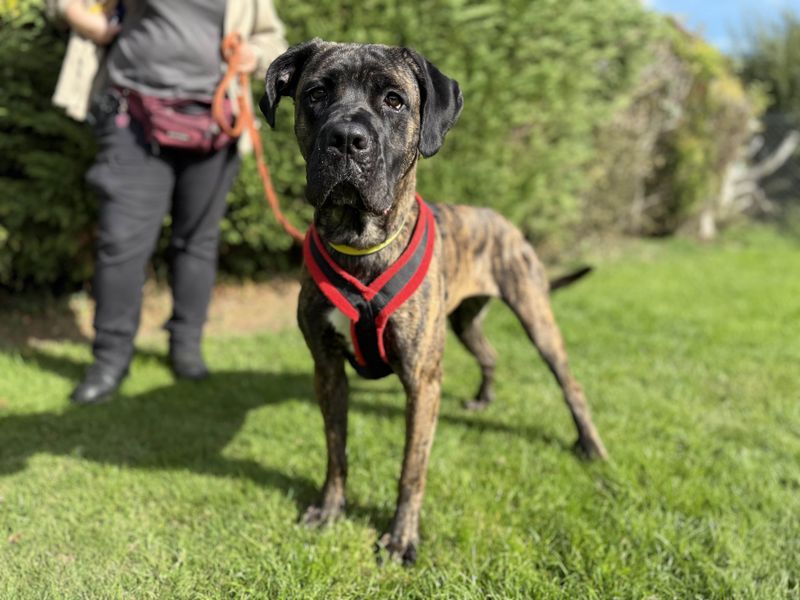 Cane Corso for adoption in Kenilworth, Warks – 1 year old