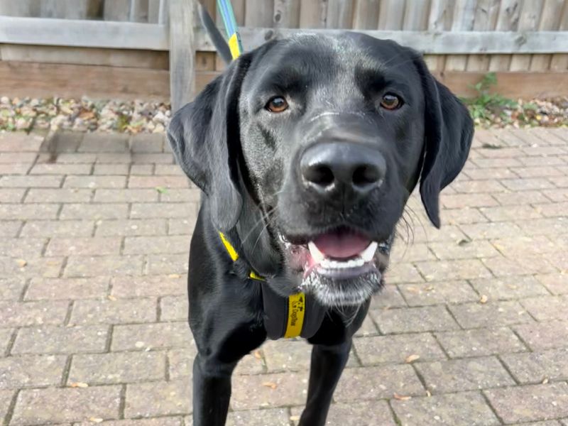 Dave | Dalmatian Cross | Loughborough - 1