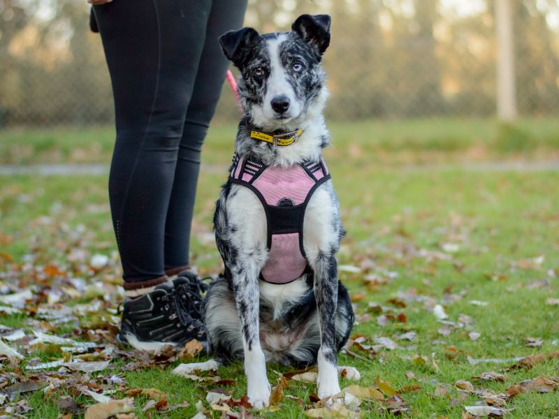 Nahla | Collie (Border) | Kenilworth (West Midlands) - 1