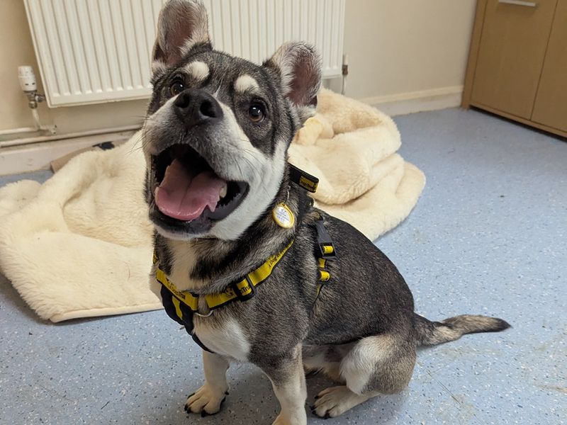 Siberian Husky for adoption in Wymeswold, Leicestershire – 1 year old