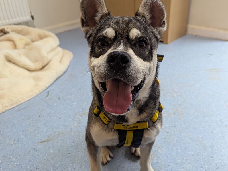 Siberian Husky for adoption in Wymeswold, Leicestershire – 1 year old - Image 2 of 2