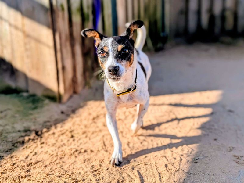 Jack Russell Terrier for adoption in Cardiff, Glamorgan – 7 years old - Image 5 of 5