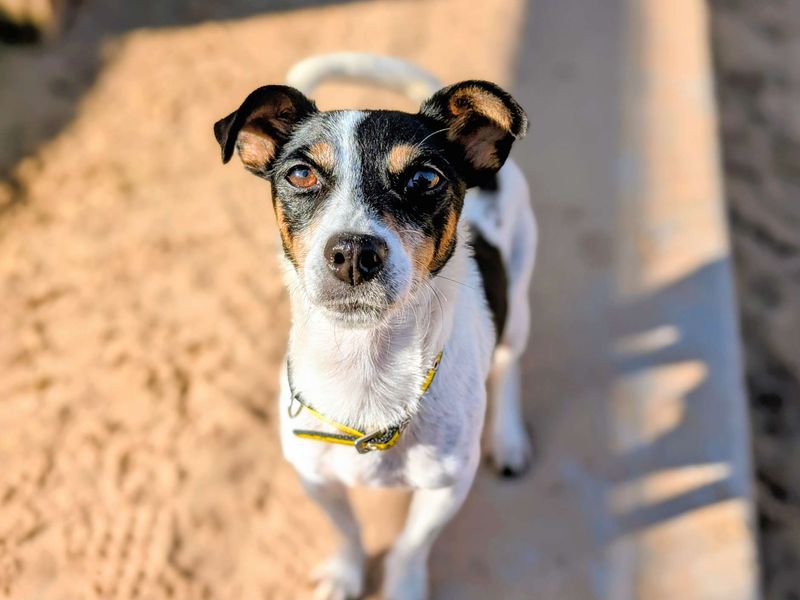 Jack Russell Terrier for adoption in Cardiff, Glamorgan – 7 years old