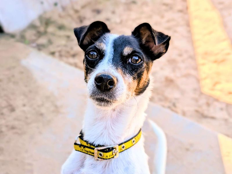 Jack Russell Terrier for adoption in Cardiff, Glamorgan – 7 years old - Image 4 of 5