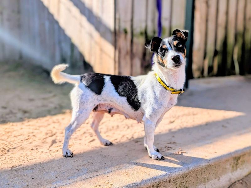 Jack Russell Terrier for adoption in Cardiff, Glamorgan – 7 years old - Image 3 of 5