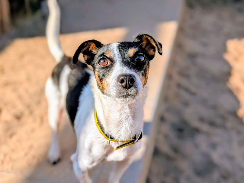 Jack Russell Terrier for adoption in Cardiff, Glamorgan – 7 years old - Image 2 of 5