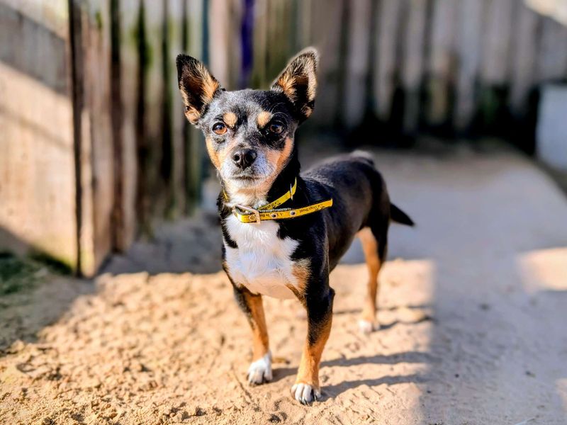 Xaden - Image 4 of 8