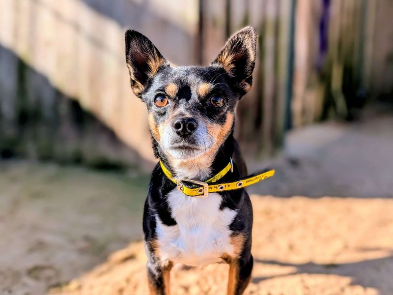 Xaden - Image 5 of 8