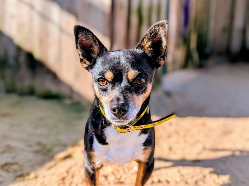 Xaden - Image 7 of 8