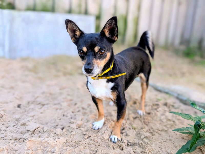 Xaden - Image 8 of 8