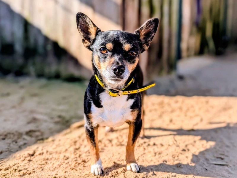 Xaden - Image 2 of 8