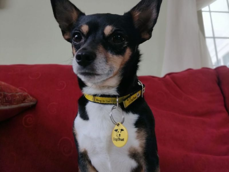 Xaden - Image 6 of 8