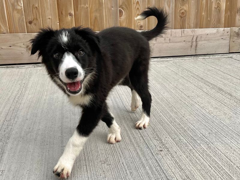 Rooster | Collie (Border) | Ballymena (Northern Ireland) - 1
