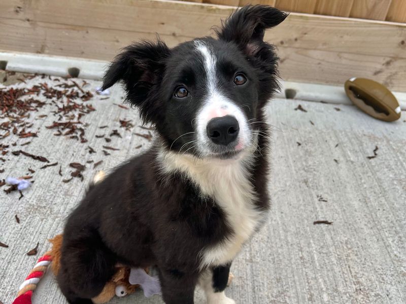 Border Collie for adoption in Ballymena, Co Antrim – 3 months old - Image 4 of 4
