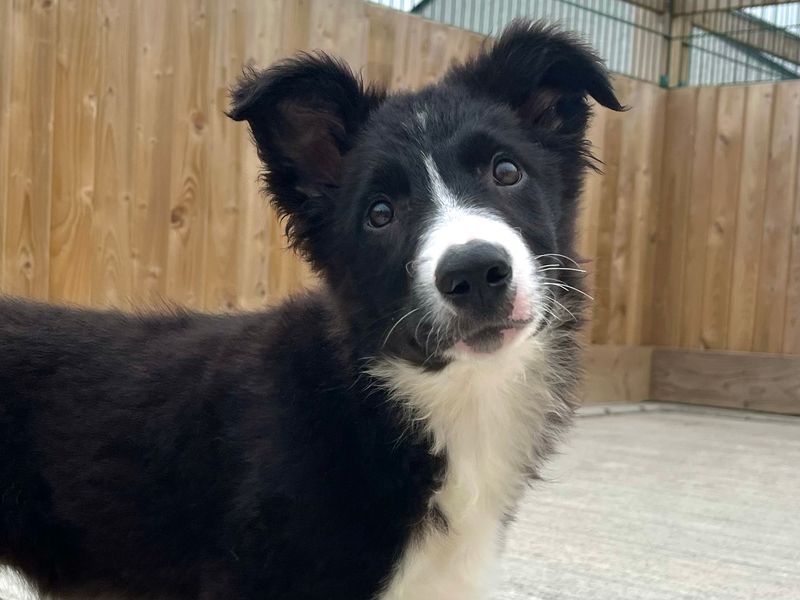 Border Collie for adoption in Ballymena, Co Antrim – 3 months old - Image 2 of 4