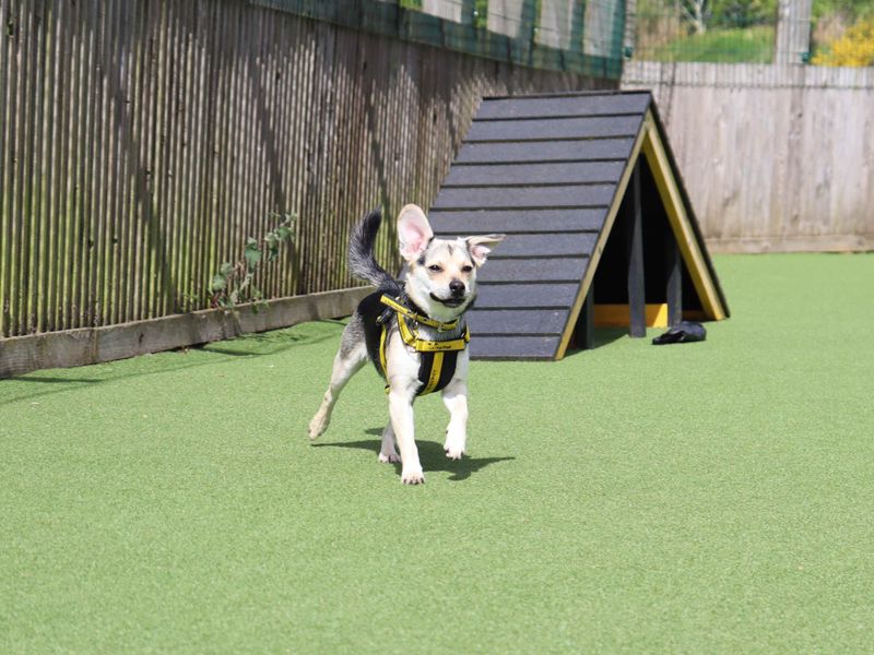Otto - Image 3 of 5