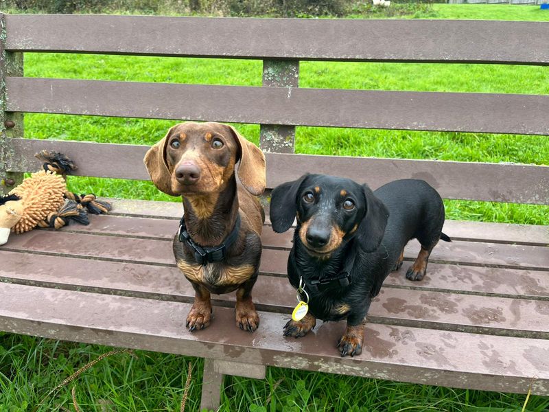 Dachshund for adoption in Wales, Somerset – 1 year old - Image 3 of 3