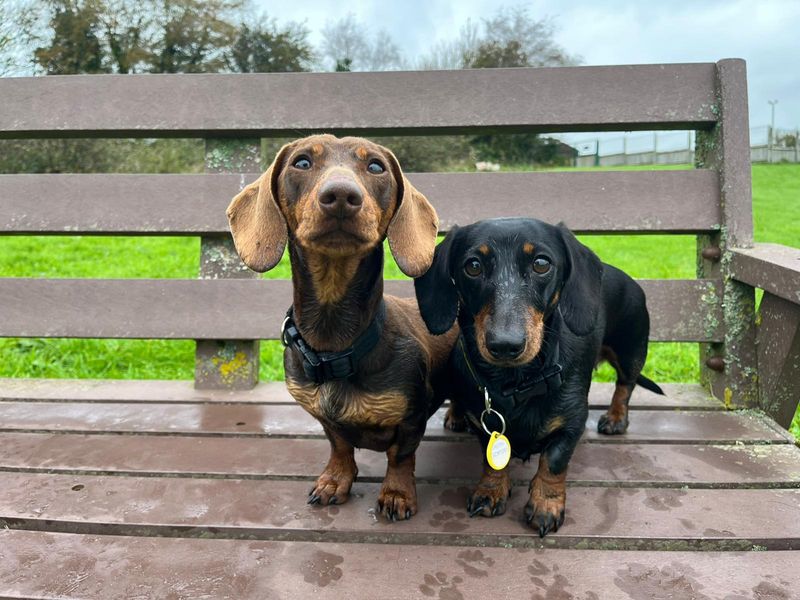 Lina, a 4 years old female Dachshund available for adoption from Dogs Trust in Kenilworth, West Midlands