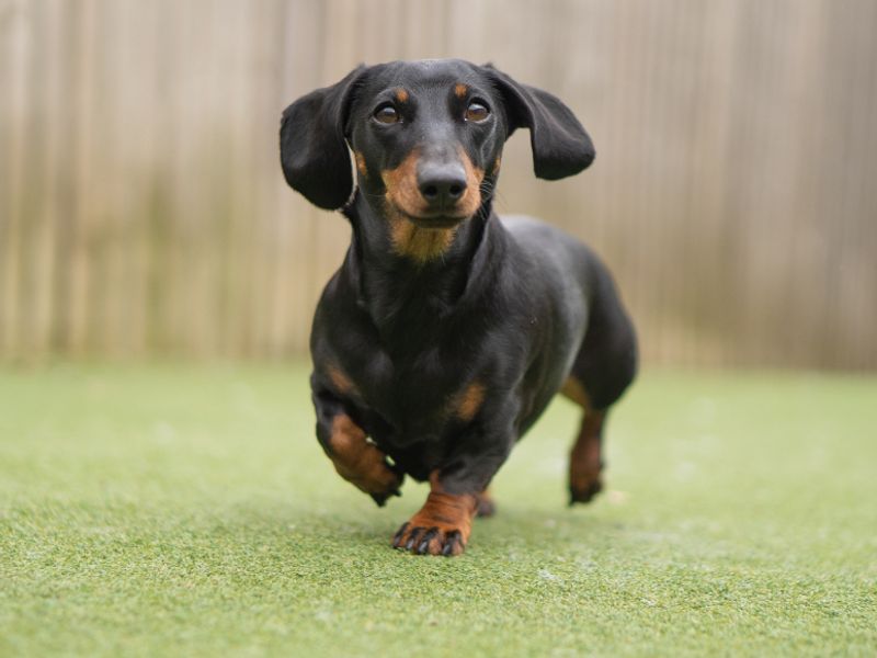 Lina | Dachshund (Miniature Smooth Haired) | Kenilworth (West Midlands) - 1