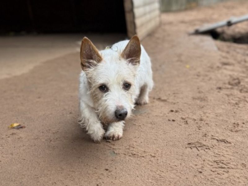 Jack Russell Terrier for adoption in Wymeswold, Leicestershire – 12 years old - Image 2 of 3