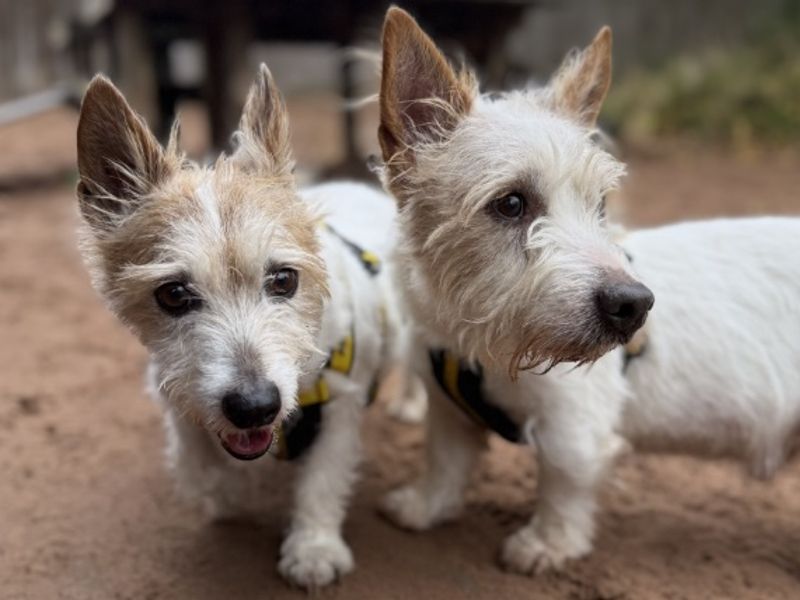 Jack Russell Terrier for adoption in Wymeswold, Leicestershire – 12 years old