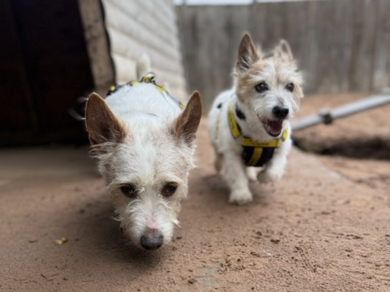 Jack Russell Terrier for adoption in Wymeswold, Leicestershire – 12 years old