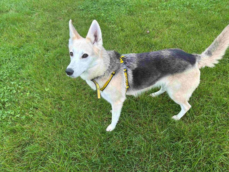 German Shepherd for adoption in Wymeswold, Leicestershire – 6 years old - Image 2 of 3