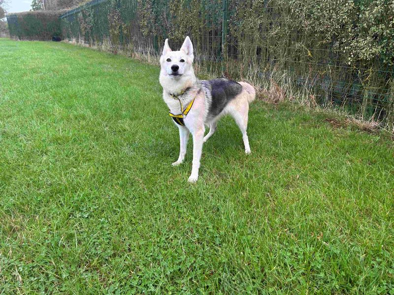 German Shepherd for adoption in Wymeswold, Leicestershire – 6 years old