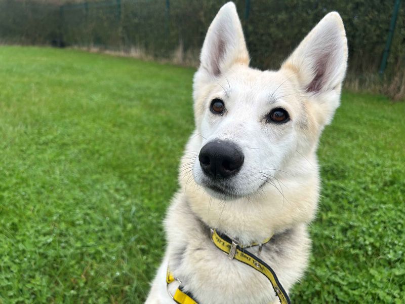 German Shepherd for adoption in Wymeswold, Leicestershire – 6 years old - Image 3 of 3