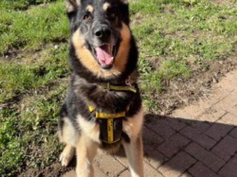German Shepherd for adoption in Wymeswold, Leicestershire – 6 years old - Image 2 of 3