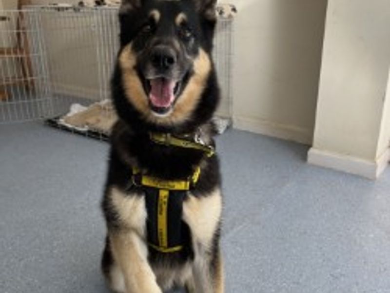 German Shepherd for adoption in Wymeswold, Leicestershire – 6 years old
