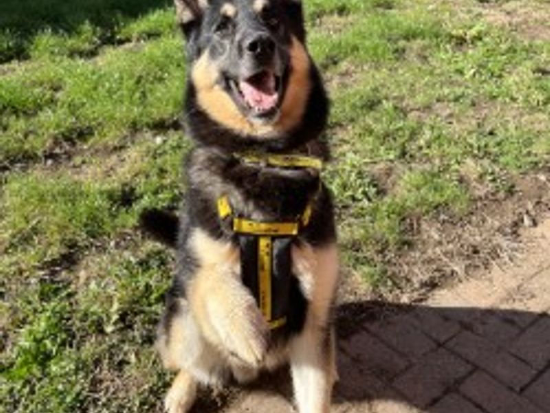 German Shepherd for adoption in Wymeswold, Leicestershire – 6 years old - Image 3 of 3