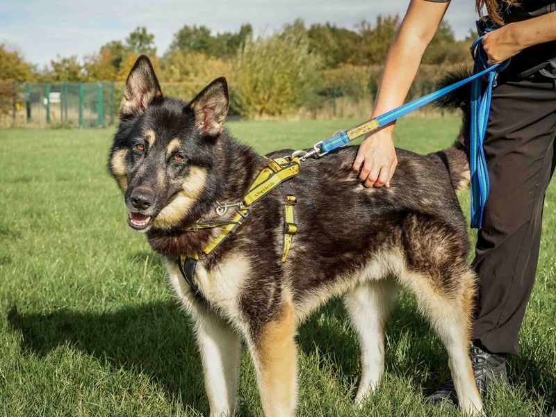 Domino | Siberian Husky Cross | Loughborough - 1