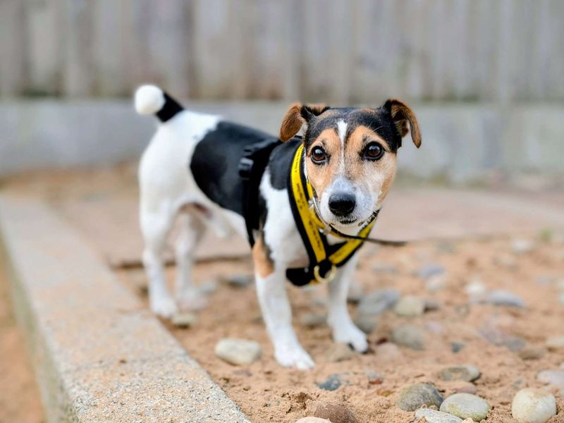 Jack Russell Terrier for adoption in Cardiff, Glamorgan – 8 years old - Image 2 of 5