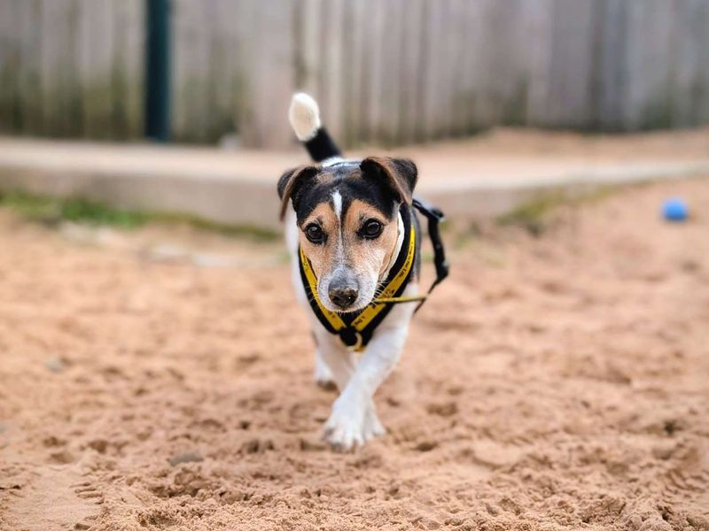 Jack Russell Terrier for adoption in Cardiff, Glamorgan – 8 years old