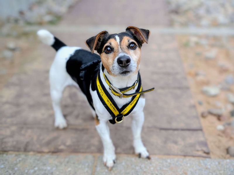 Jack Russell Terrier for adoption in Cardiff, Glamorgan – 8 years old - Image 4 of 5