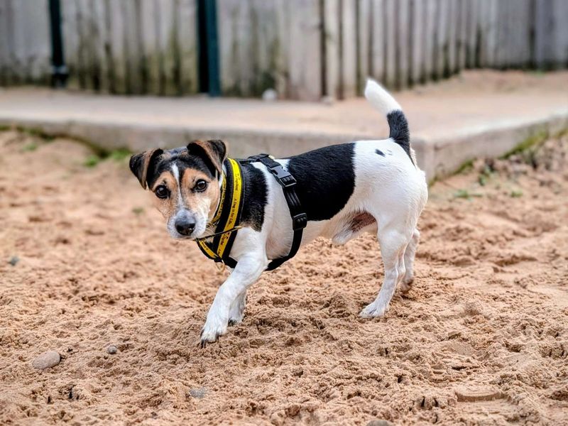 Jack Russell Terrier for adoption in Cardiff, Glamorgan – 8 years old - Image 3 of 5