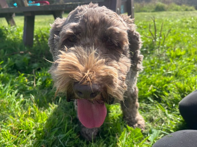 Cocker Spaniel for adoption in Mid Glamorgan, Wales – 7 years old