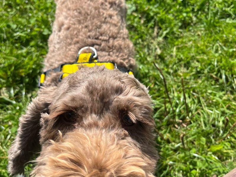 Barney - Image 2 of 2