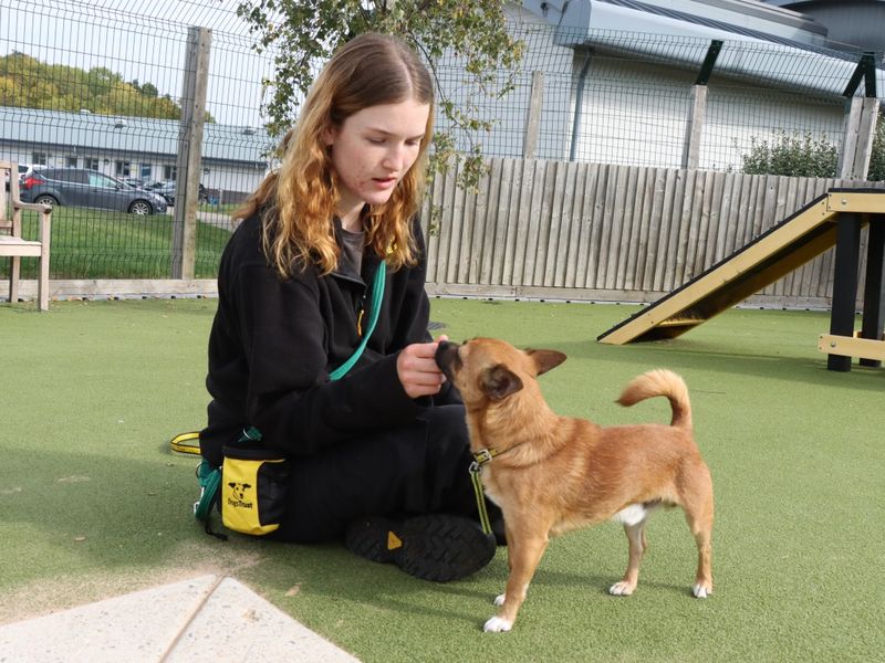 Chihuahua for adoption in Evesham, Worcestershire – 2 years old - Image 2 of 2