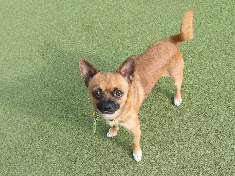 Chihuahua for adoption in Evesham, Worcestershire – 2 years old