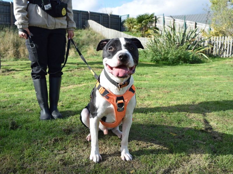Stormzy | American Bulldog Cross | Harefield West London - 1